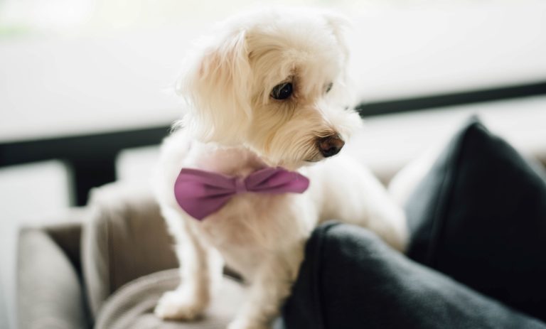 Don’t worry: your Dog Loves You!